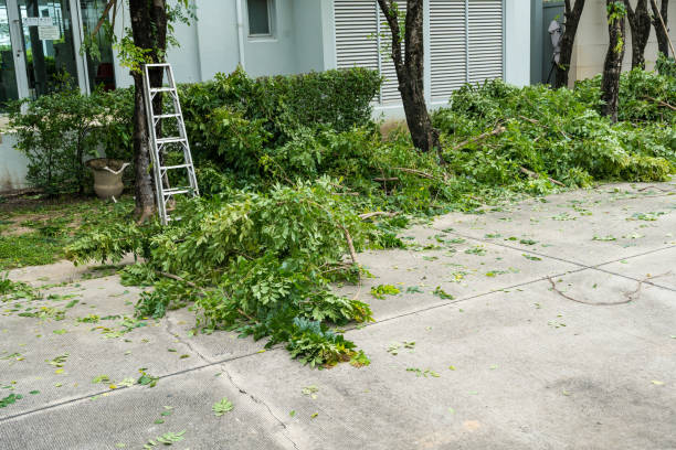 Large Tree Removal in Grosse Pointe Farms, MI